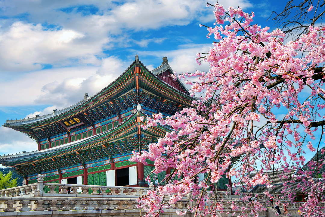Korean temple next to tree with pink leaves set against a cloudy blue sky