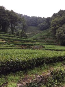 hangzhou tea village