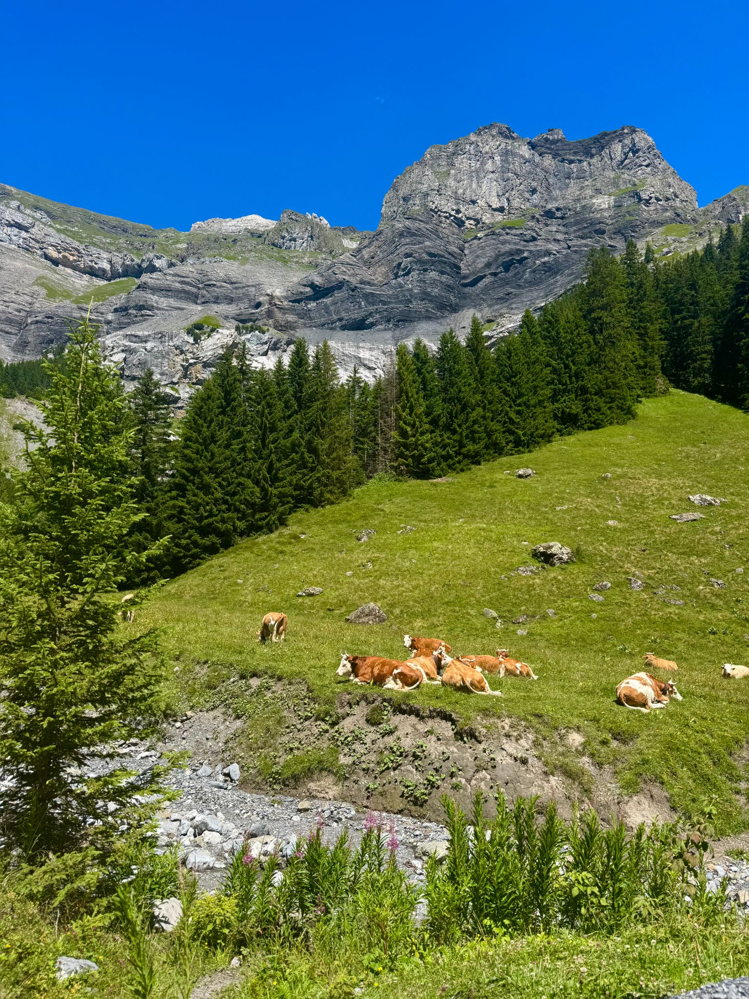 The loveliest cows in Switzerland
