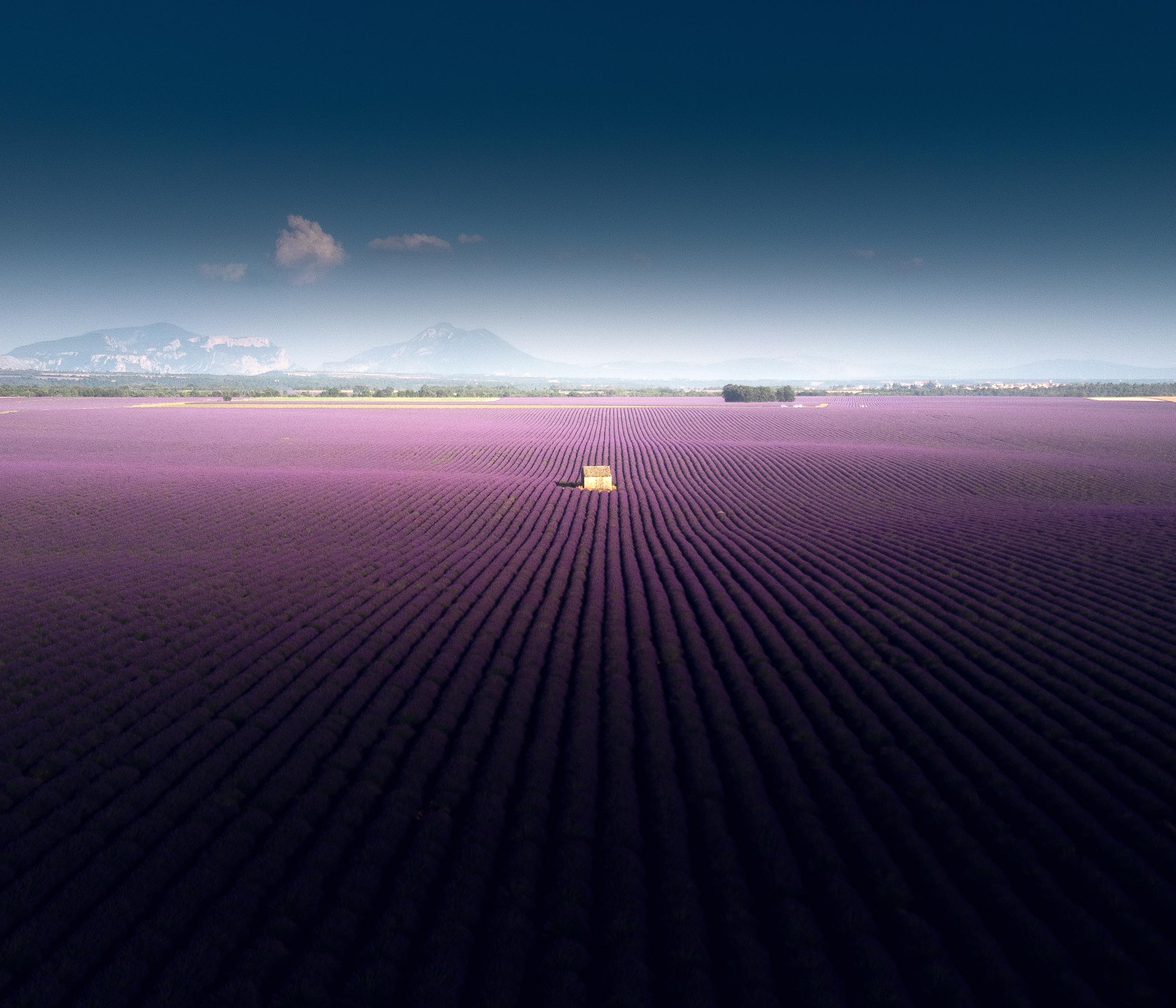 Lavender fields in Provence, Valensole, France